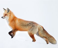 a red fox is running through the snow