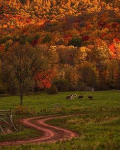 cows graze in a field near a forest with colorful fall leaves on the mountains