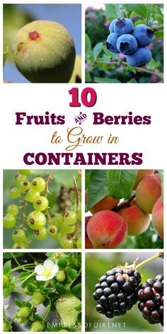 fruits and berries to grow in containers with text overlay that reads 10 fruits and berries to grow in containers