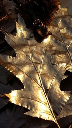 the sun is shining on some leaves