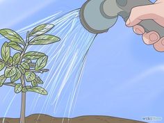 a person watering a plant with a hose