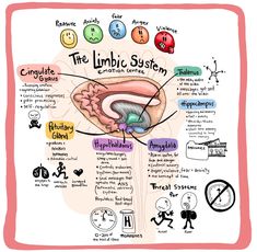 Nervus Vagus, Psychology Notes, Psychology Studies, Mental Health Activities, Limbic System, Mental Health Facts, Mental Health Therapy, Mental Health Counseling, New Memories