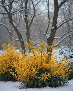 some yellow flowers in the snow by some trees