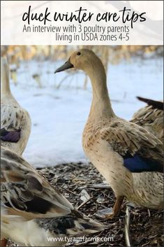 three ducks sitting on the ground with text overlay that reads duck winter care tips an interview with 3 poultry parents living in usa zones 4 - 5