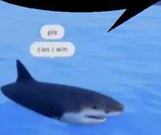 an orca swimming in the water with two speech bubbles above it that says pls can i win