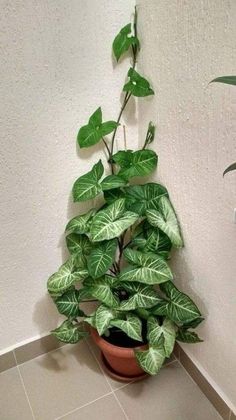 a potted plant sitting on the floor next to a white wall and tiled floor