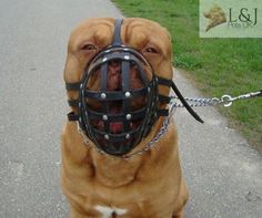 a brown dog wearing a muzzle and chain on it's neck with grass in the background