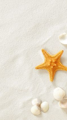 starfish, shells and seashells on white sand