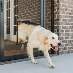 a large white dog walking out of a door