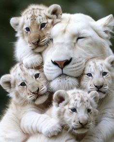 a group of white tiger cubs cuddle together in the middle of their mother's arms