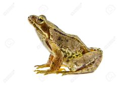 a brown and yellow frog sitting on top of a white background stock photo - 9579