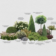 the different types of trees and shrubs are shown in this graphic style, with their names on