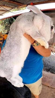 a man in blue shirt holding up a large stuffed animal to the side of his face