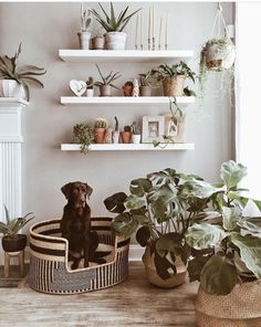 a brown dog sitting in a basket next to plants and potted plants on shelves