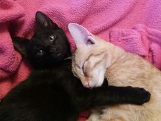 two cats cuddle together on a pink blanket