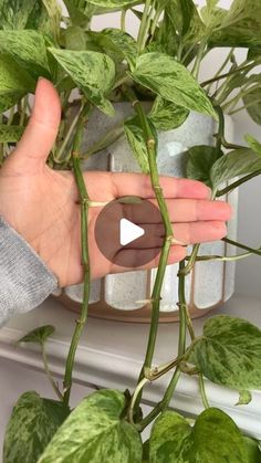 a person's hand reaching for a potted plant with green leaves on it