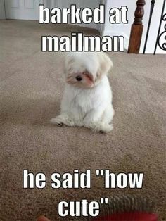 a small white dog sitting on top of a carpet