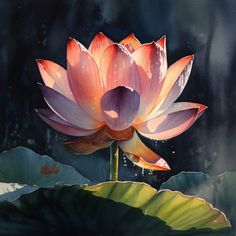 a painting of a pink lotus flower in the water