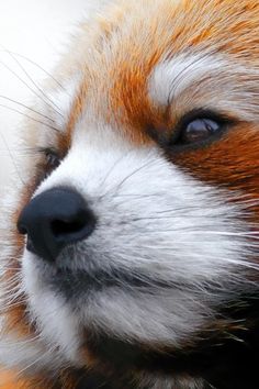 a close up of a red and white dog's face