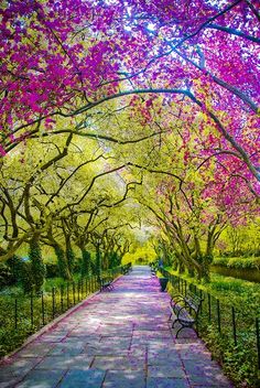 a walkway lined with benches and flowering trees