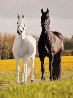 two black and white horses standing next to each other on a field with yellow flowers