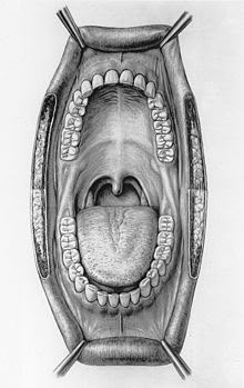 an image of the inside of a human mouth