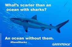 a shark is swimming in the ocean with words above it that say, what's scarier than an ocean with sharks?