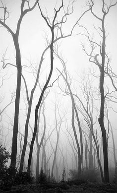 black and white photograph of trees in the foggy forest with no leaves on them