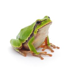 a green frog sitting on top of a white surface