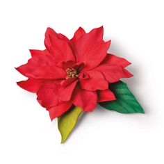 a red poinsettia with green leaves on a white background