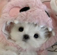 a small white dog is wearing a pink bunny costume and it's eyes are wide open