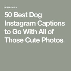 the text reads 50 best dog instagram captions to go with all of those cute photos