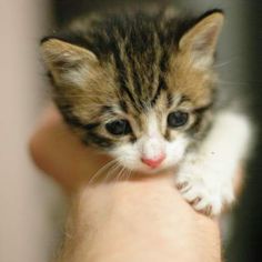 a small kitten is being held in someone's hand