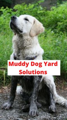 a white dog sitting on top of a dirt road next to green grass and bushes