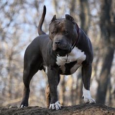 a brown and white dog standing on top of a rock in the middle of a forest