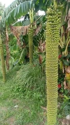 bananas growing on the side of a banana tree in a tropical area with grass and palm trees