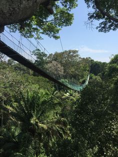 a suspended bridge in the middle of trees