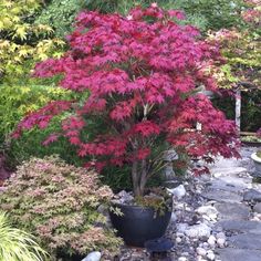 a red tree is in the middle of a garden with rocks and plants around it