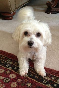 a small white dog sitting on top of a rug