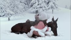 two horses are laying in the snow with their heads on each other's back