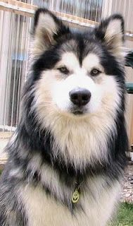 a black and white dog sitting on top of a grass covered field next to a building