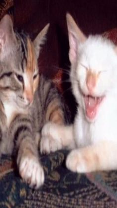 two kittens are laying on the couch and one is yawning