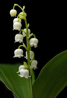 a close up of a flower on a plant