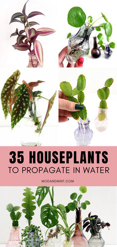 Collage image of different house plants being propagated in water. Text on image: 3 houseplants to propagate in water. Mod and mint dot com. Plants Grown In Water, Water Propagation, Propagate Plants, نباتات منزلية, Household Plants, Plant Hacks, Indoor Plant Care, Hydroponic Gardening