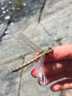 a person holding a small dragonfly in their hand, with water running behind it