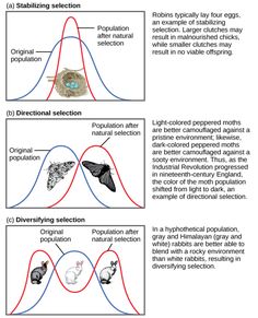 three diagrams showing different stages of the evolution of species in an animal's body