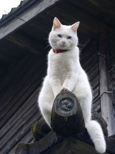 a white cat sitting on top of a roof with its paws up in the air