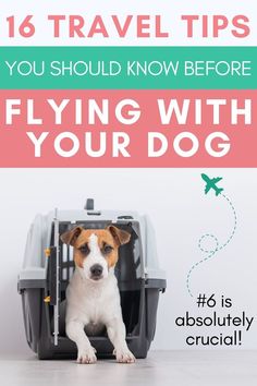 Flying with Crated Dog Dogs On Planes, Dogs Tips, Flying Dog, Dog Friendly Hotels, Emotional Support Animal, Doberman Dogs, Airport Travel, International Travel Tips