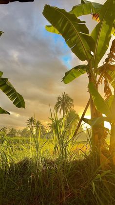 the sun is shining through some trees and grass in front of a field with palm trees