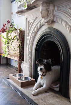 a black and white dog laying in front of a fireplace